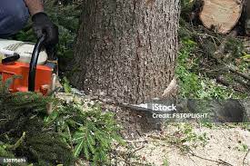 How Our Tree Care Process Works  in  Kapaa, HI